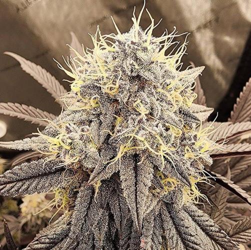 Jarjars Collection. Week 10