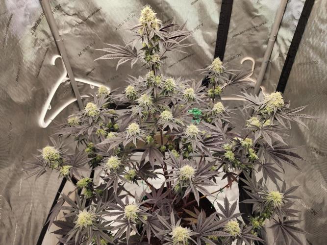 Jarjars Collection. Week 10