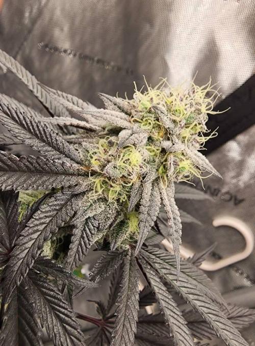 Jarjars Collection. Week 10