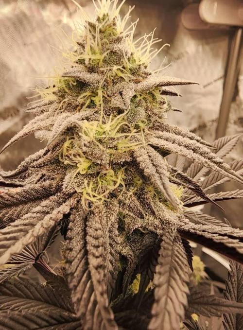 Jarjars Collection. Week 10