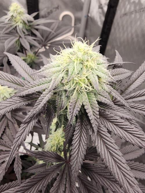 Jarjars Collection. Week 10