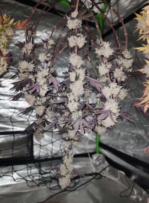 Jarjars Collection. Week 10