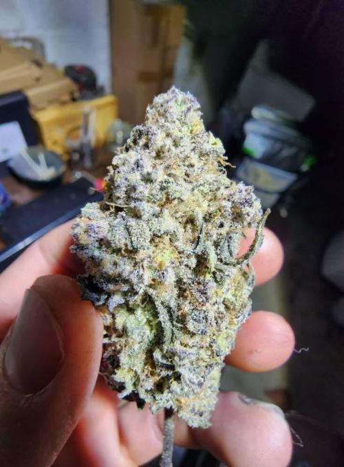 Jarjars Collection. Week 10