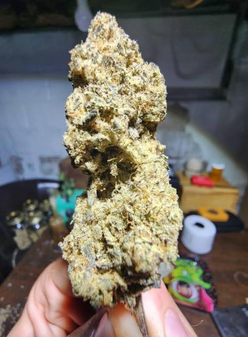 Jarjars Collection. Week 10