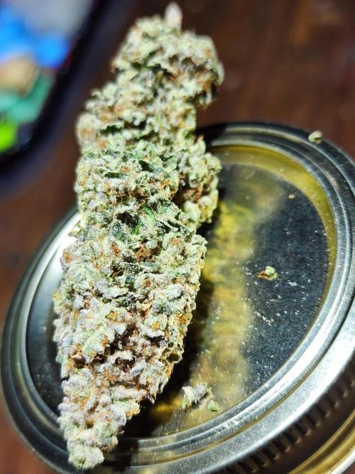 Jarjars Collection. Week 10