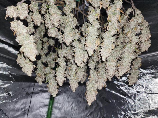 Jarjars Collection. Week 10