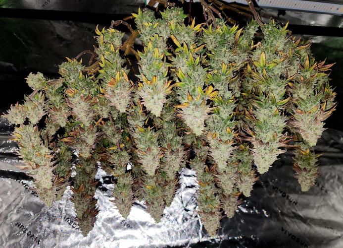 Jarjars Collection. Week 10