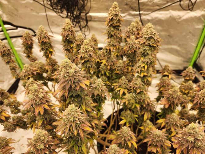 Jarjars Collection. Week 10