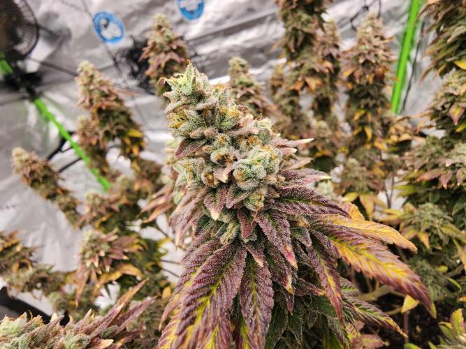 Jarjars Collection. Week 10