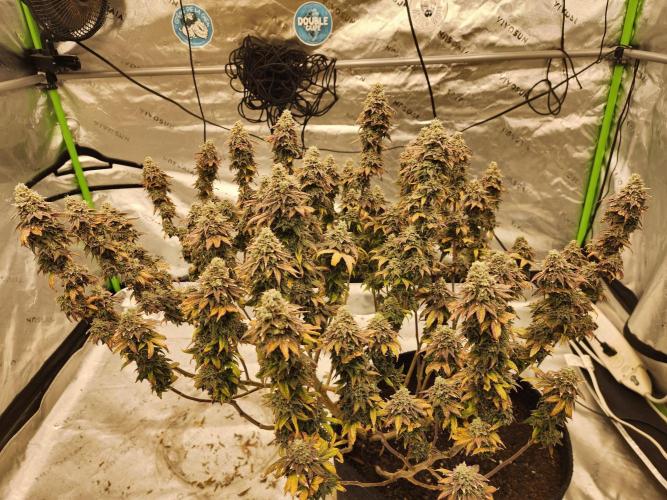 Jarjars Collection. Week 10