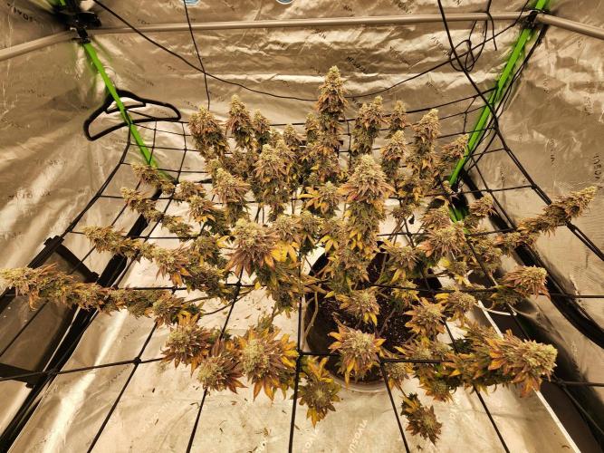 Jarjars Collection. Week 10