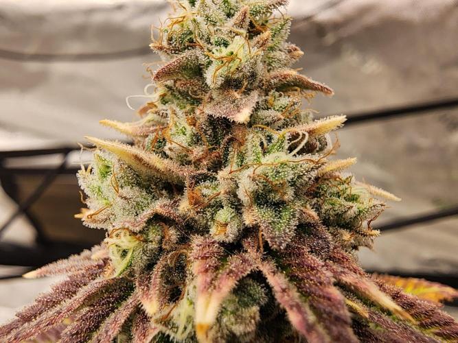 Jarjars Collection. Week 10