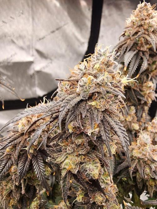 Jarjars Collection. Week 9