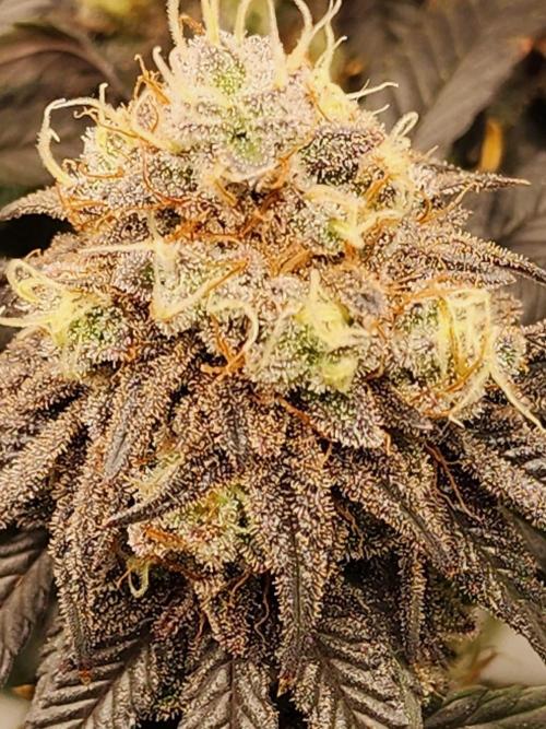 Jarjars Collection. Week 9