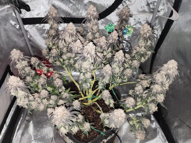 Jarjars Collection. Week 9