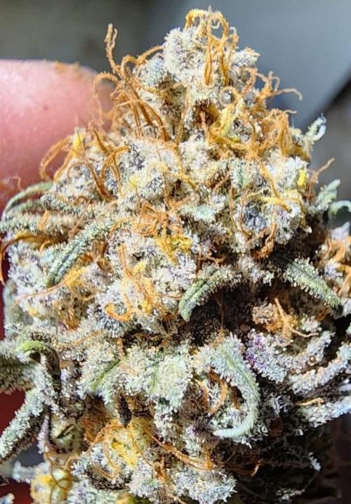 Jarjars Collection. Week 9