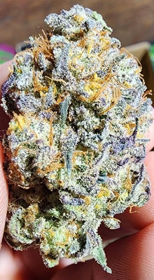 Jarjars Collection. Week 9