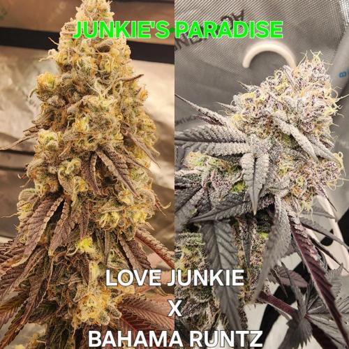 Jarjars Crosses. Week 9