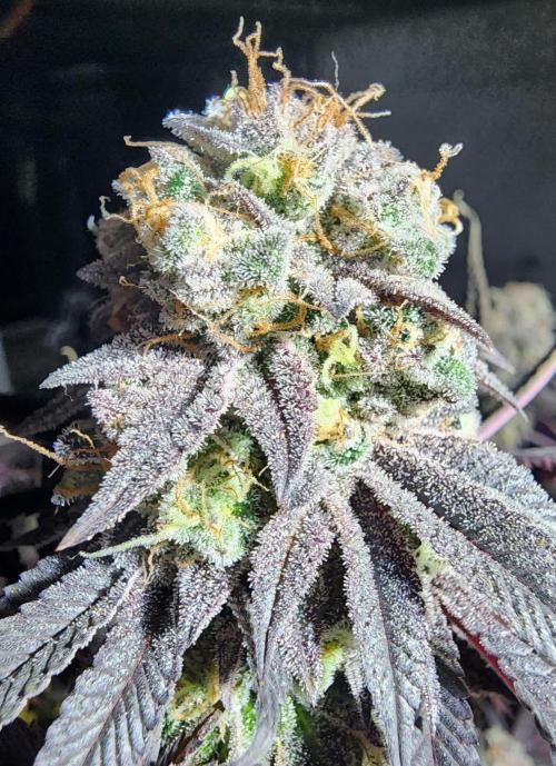 Jarjars Crosses. Week 9