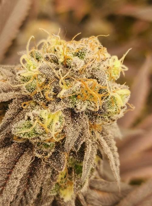 Jarjars Crosses. Week 9