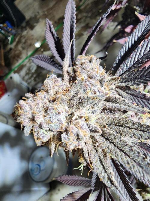 Jarjars Crosses. Week 9