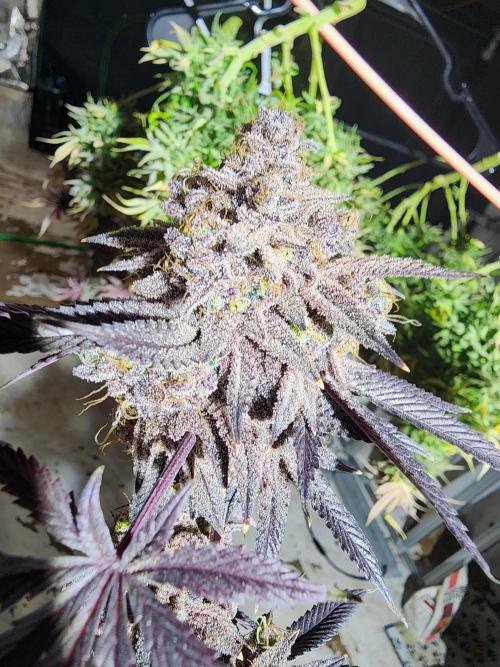 Jarjars Crosses. Week 9