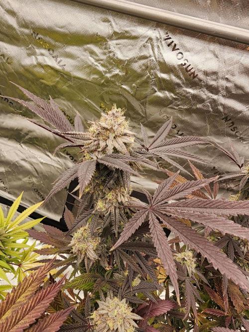 Jarjars Crosses. Week 9