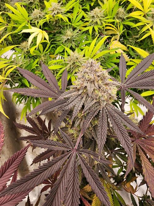 Jarjars Crosses. Week 9