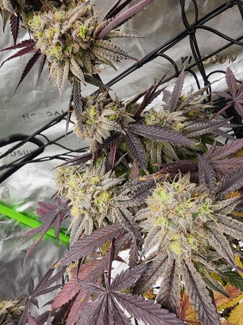 Jarjars Crosses. Week 9