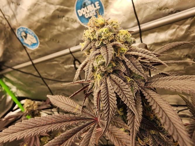 Jarjars Crosses. Week 9