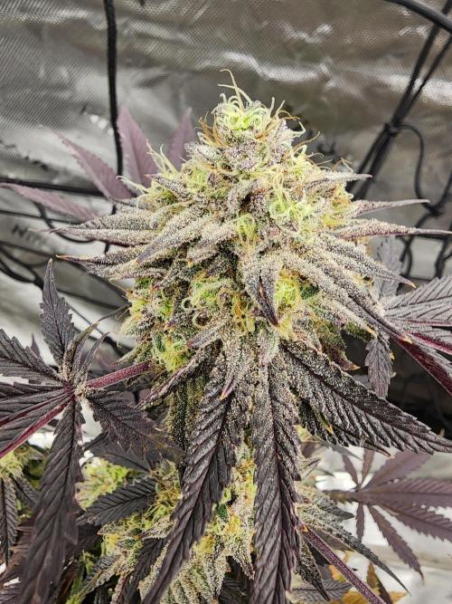 Jarjars Crosses. Week 9