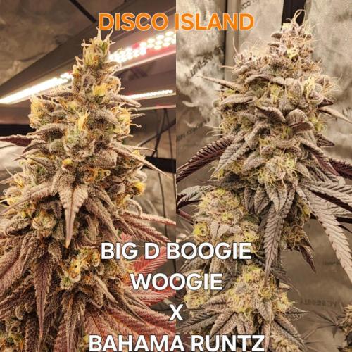 Jarjars Crosses. Week 10