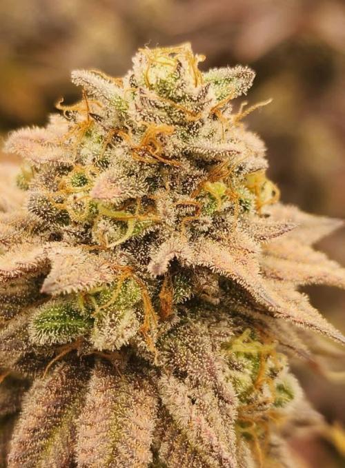 Jarjars Crosses. Week 10