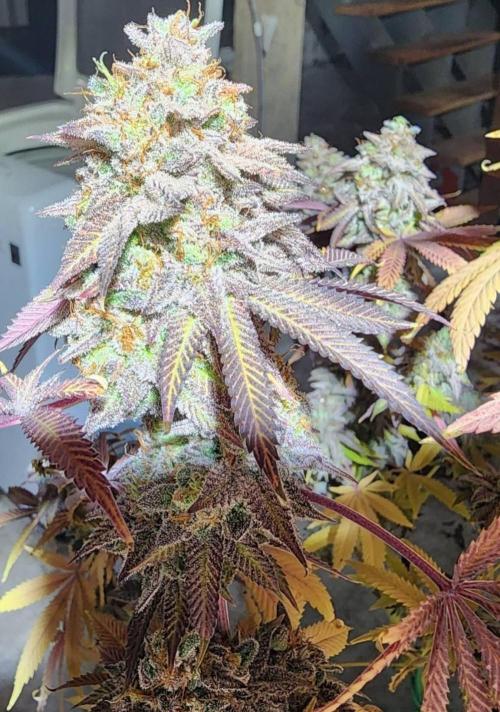 Jarjars Crosses. Week 10