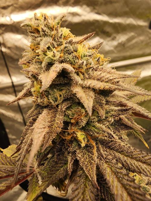 Jarjars Crosses. Week 10