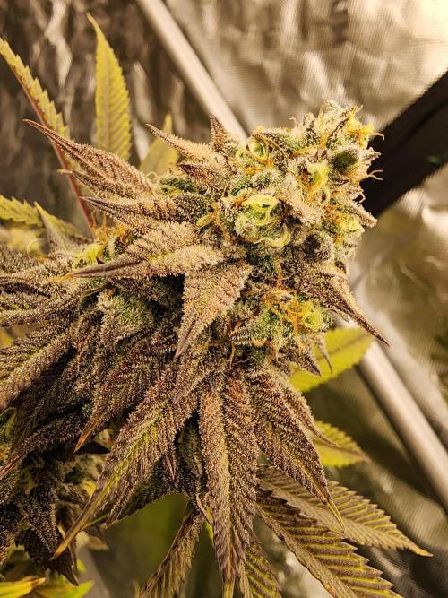 Jarjars Crosses. Week 10