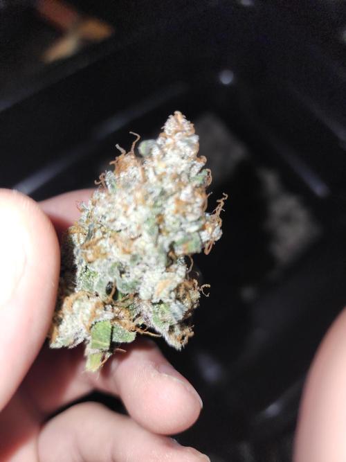 Jarjars Collection. Week 12