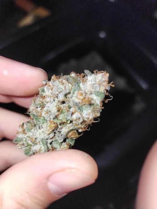 Jarjars Collection. Week 12