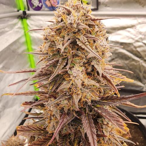 Jarjars Collection. Week 12