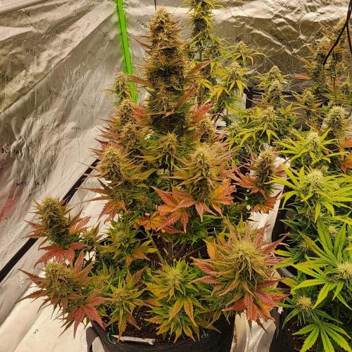 Jarjars Collection. Week 12