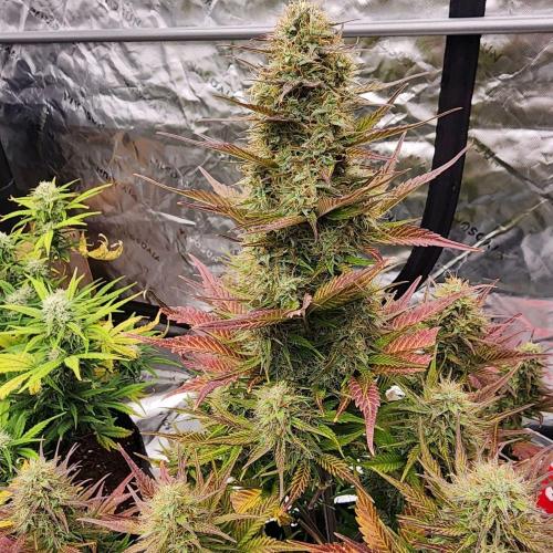 Jarjars Collection. Week 12