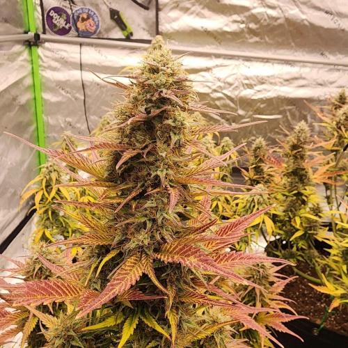 Jarjars Collection. Week 12