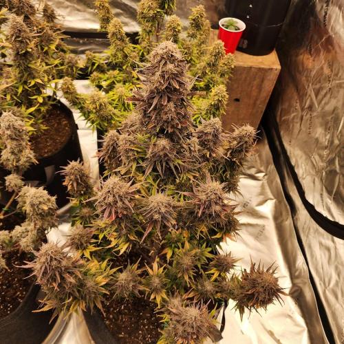 Jarjars Collection. Week 12