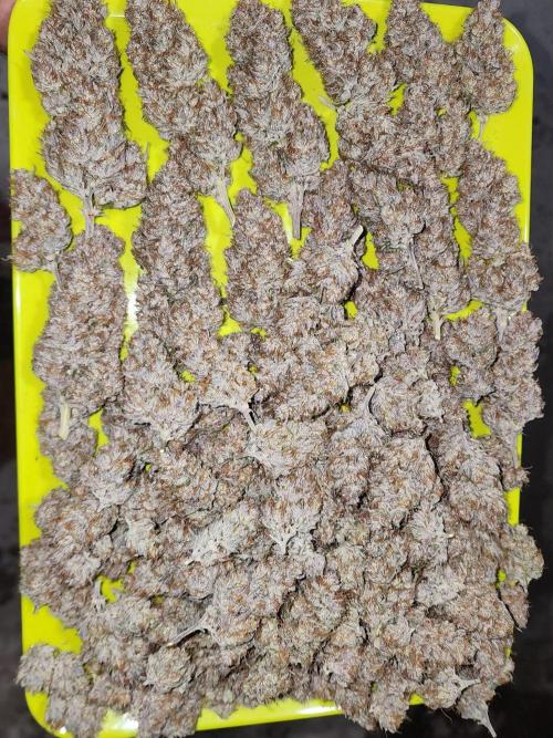 Jarjars Collection. Week 12