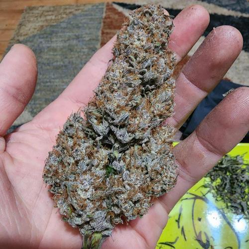 Jarjars Collection. Week 12