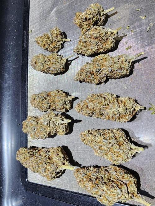 Jarjars Collection. Week 12