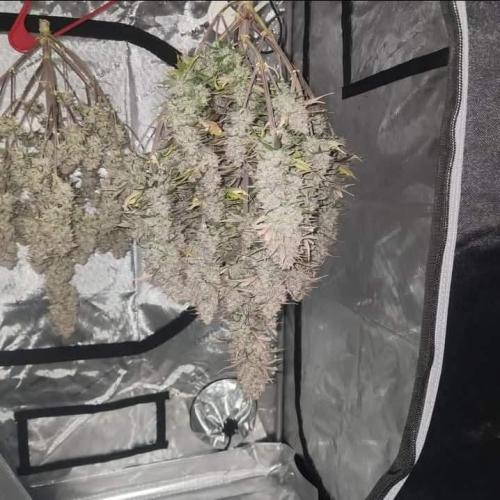 Jarjars Collection. Week 12