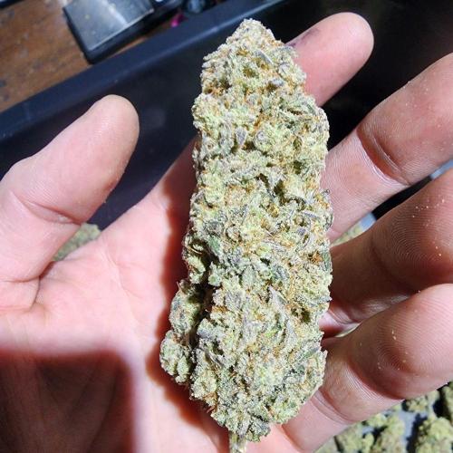 Jarjars Collection. Week 11