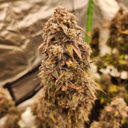 Jarjars Collection. Week 11