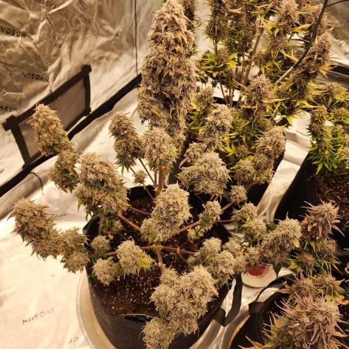 Jarjars Collection. Week 11